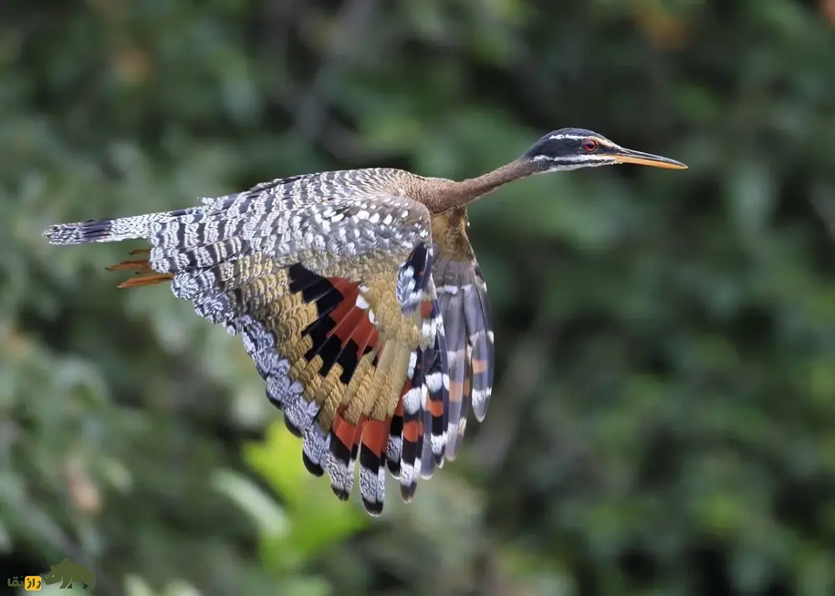 بوتیمار آفتابی