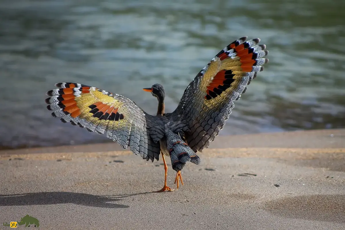 بوتیمار آفتابی