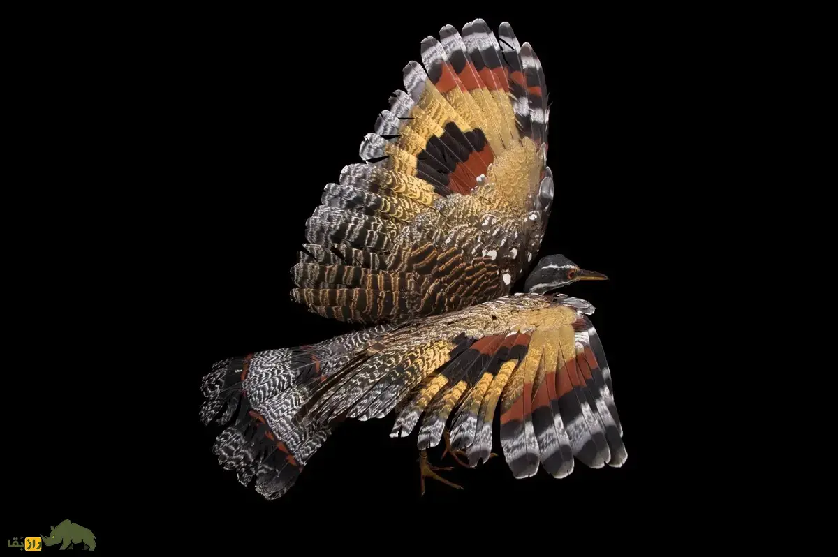 بوتیمار آفتابی