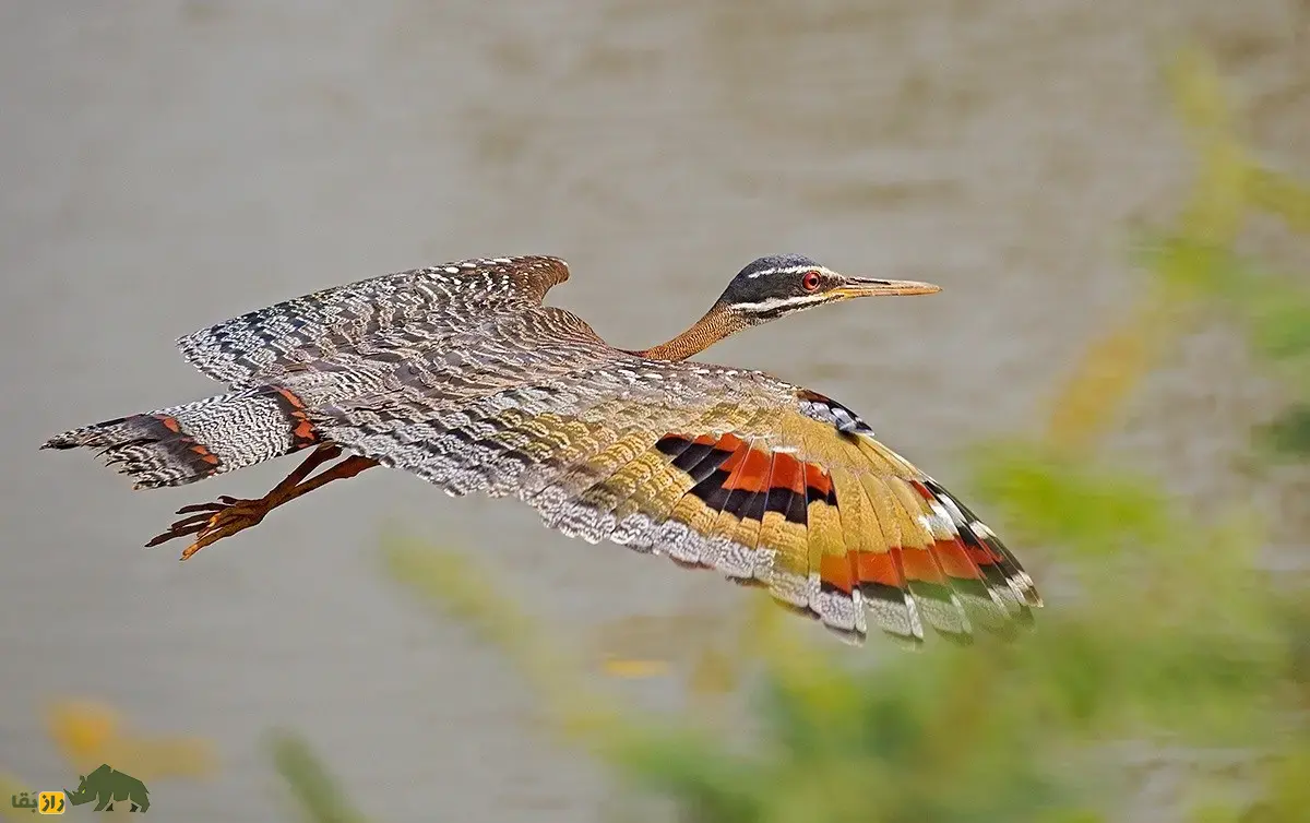 بوتیمار آفتابی