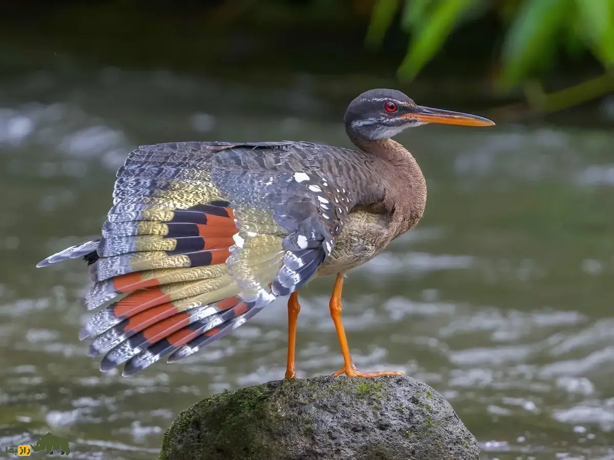 بوتیمار آفتابی