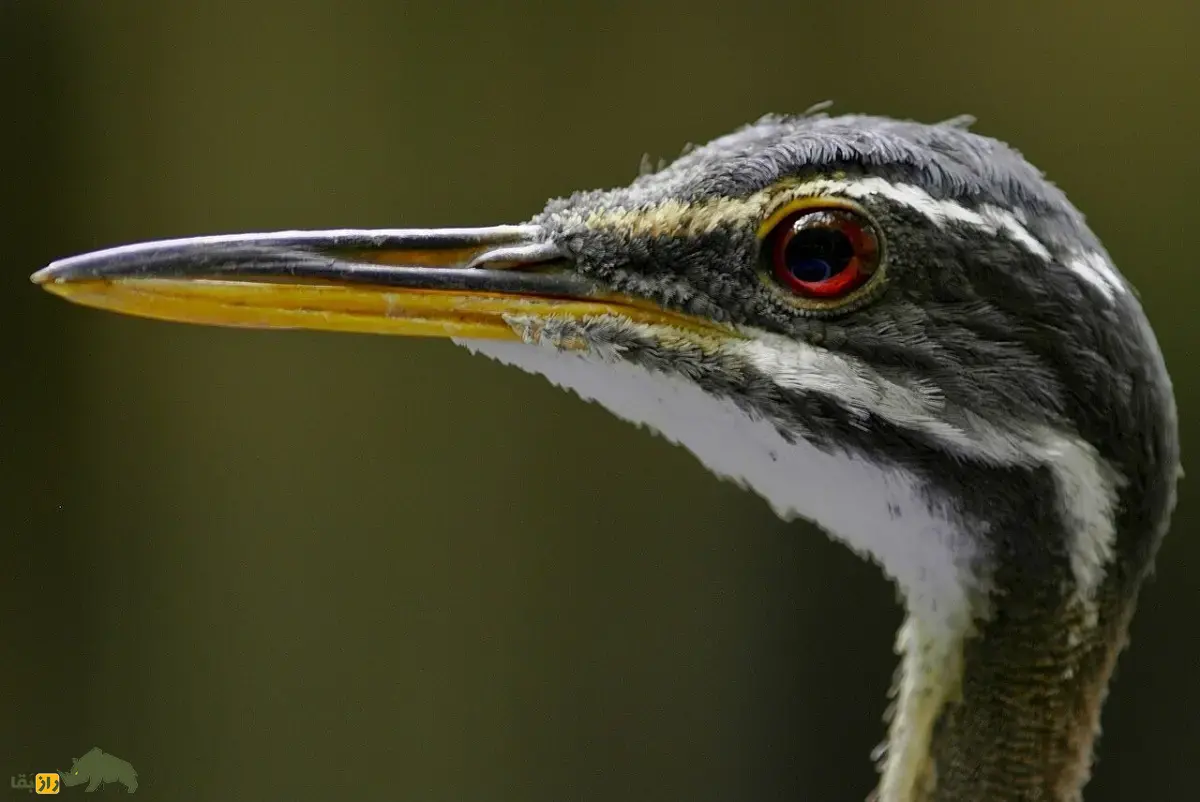 بوتیمار آفتابی