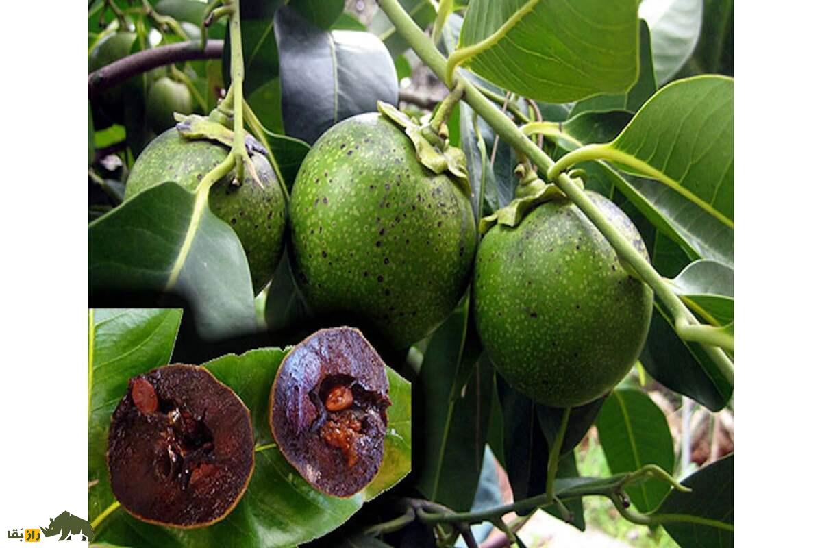 پرورش خرمالوی سیاه در شمال ایران؛ میوه کمیاب با طعمی بینظیر، روشهای کشت و برداشت حرفهای برای باغداران و کشاورزان علاقهمند به درآمد پایدار پرورش خرمالوی سیاه در شمال ایران؛ میوه کمیاب با طعمی بینظیر، روشهای کشت و برداشت حرفهای برای باغداران و کشاورزان علاقهمند به درآمد پایدار