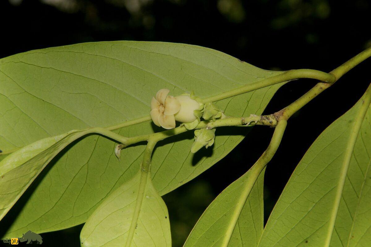 پرورش خرمالوی سیاه در شمال ایران؛ میوه کمیاب با طعمی بینظیر، روشهای کشت و برداشت حرفهای برای باغداران و کشاورزان علاقهمند به درآمد پایدار پرورش خرمالوی سیاه در شمال ایران؛ میوه کمیاب با طعمی بینظیر، روشهای کشت و برداشت حرفهای برای باغداران و کشاورزان علاقهمند به درآمد پایدار