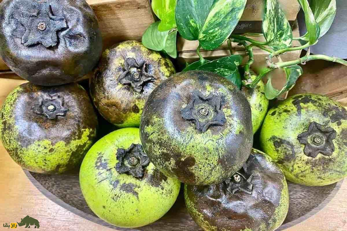 پرورش خرمالوی سیاه در شمال ایران؛ میوه کمیاب با طعمی بینظیر، روشهای کشت و برداشت حرفهای برای باغداران و کشاورزان علاقهمند به درآمد پایدار پرورش خرمالوی سیاه در شمال ایران؛ میوه کمیاب با طعمی بینظیر، روشهای کشت و برداشت حرفهای برای باغداران و کشاورزان علاقهمند به درآمد پایدار