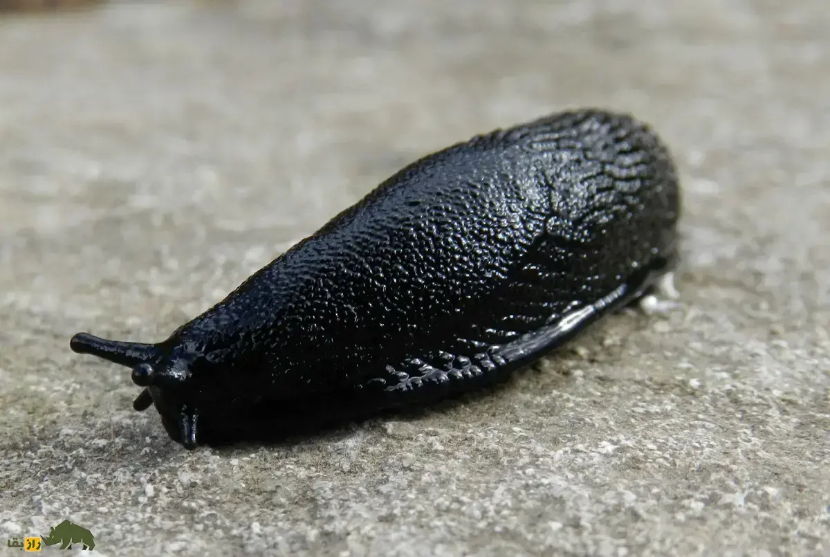 حلزون سیاه؛ حلزونی سیاه‌رنگ و خیس که مخاط چسبناک و بدبو ترشح می‌کند و شکارچیان را فراری می‌دهد