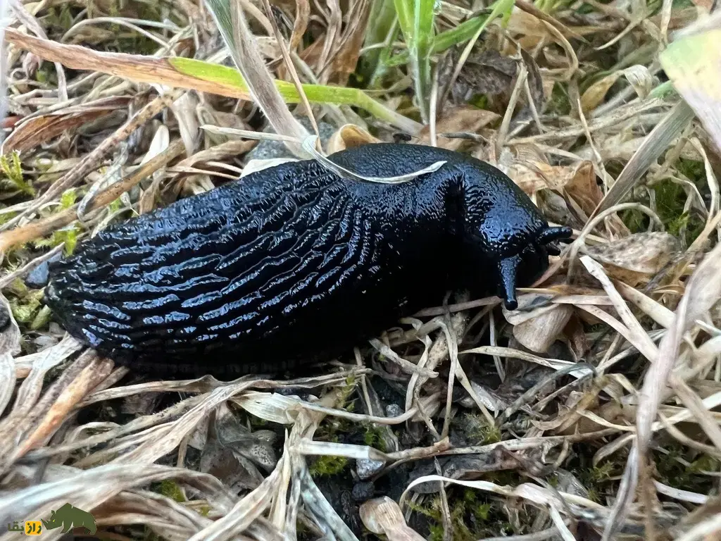 حلزون سیاه؛ حلزونی سیاهرنگ و خیس که مخاط چسبناک و بدبو ترشح میکند و شکارچیان را فراری میدهد حلزون سیاه