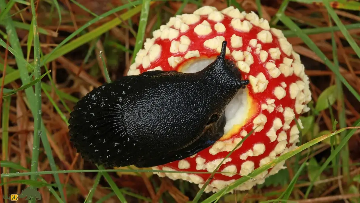 حلزون سیاه؛ حلزونی سیاهرنگ و خیس که مخاط چسبناک و بدبو ترشح میکند و شکارچیان را فراری میدهد حلزون سیاه