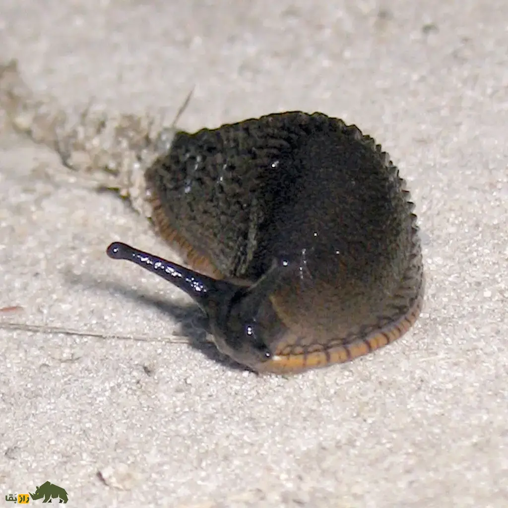 حلزون سیاه؛ حلزونی سیاهرنگ و خیس که مخاط چسبناک و بدبو ترشح میکند و شکارچیان را فراری میدهد حلزون سیاه