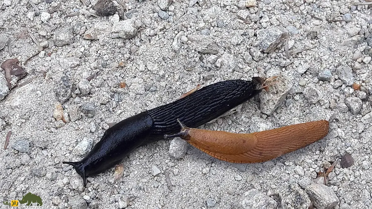 حلزون سیاه؛ حلزونی سیاهرنگ و خیس که مخاط چسبناک و بدبو ترشح میکند و شکارچیان را فراری میدهد حلزون سیاه