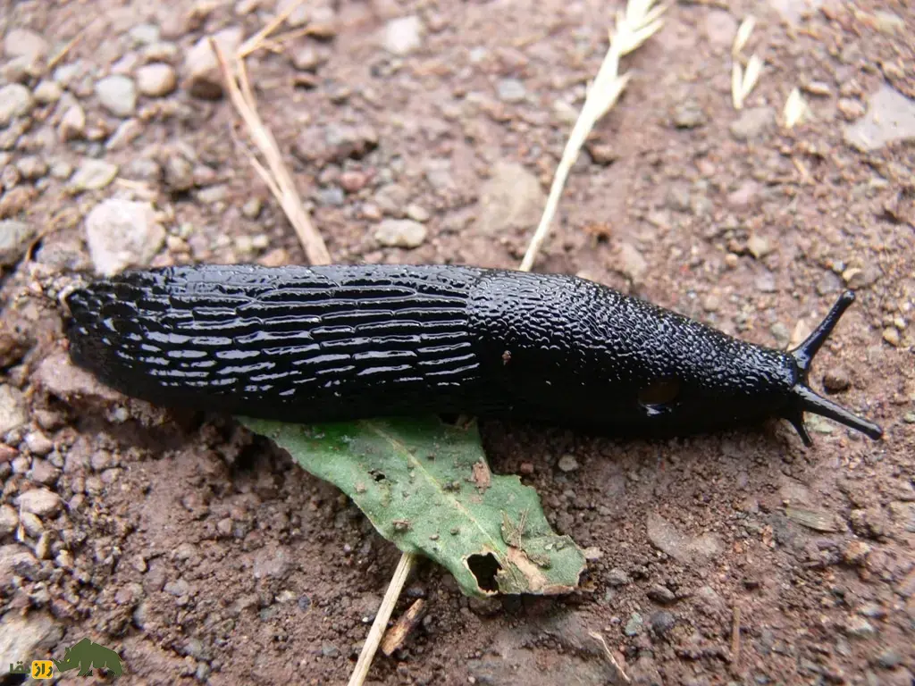 حلزون سیاه؛ حلزونی سیاهرنگ و خیس که مخاط چسبناک و بدبو ترشح میکند و شکارچیان را فراری میدهد حلزون سیاه