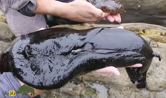 خرگوش دریایی سیاه؛ بزرگترین حلزون دنیا با یک متر طول و ۱۴ کیلو وزن که شبیه خرگوش است و فقط یک سال عمر میکند خرگوش دریایی سیاه