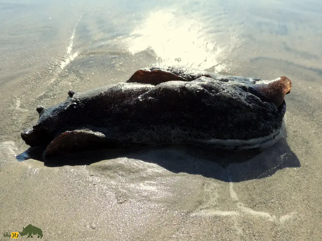 خرگوش دریایی سیاه؛ بزرگترین حلزون دنیا با یک متر طول و ۱۴ کیلو وزن که شبیه خرگوش است و فقط یک سال عمر میکند خرگوش دریایی سیاه