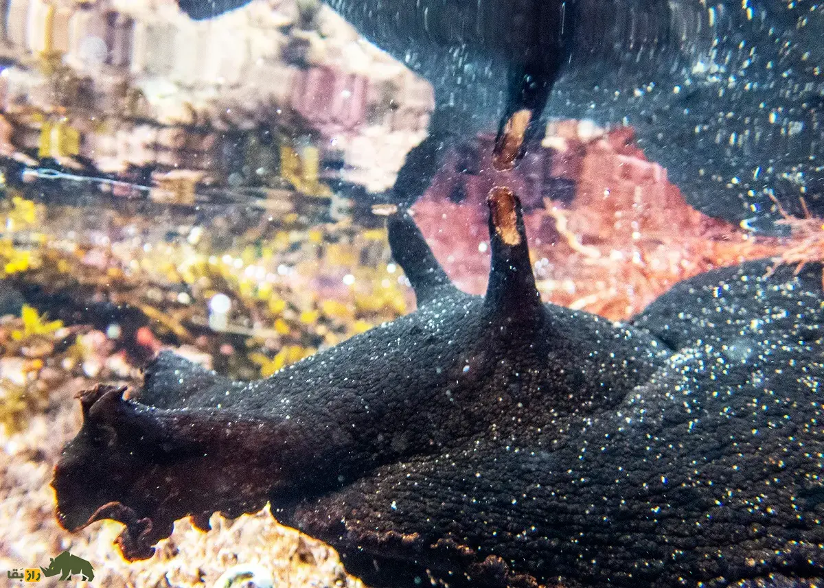 خرگوش دریایی سیاه؛ بزرگترین حلزون دنیا با یک متر طول و ۱۴ کیلو وزن که شبیه خرگوش است و فقط یک سال عمر میکند خرگوش دریایی سیاه