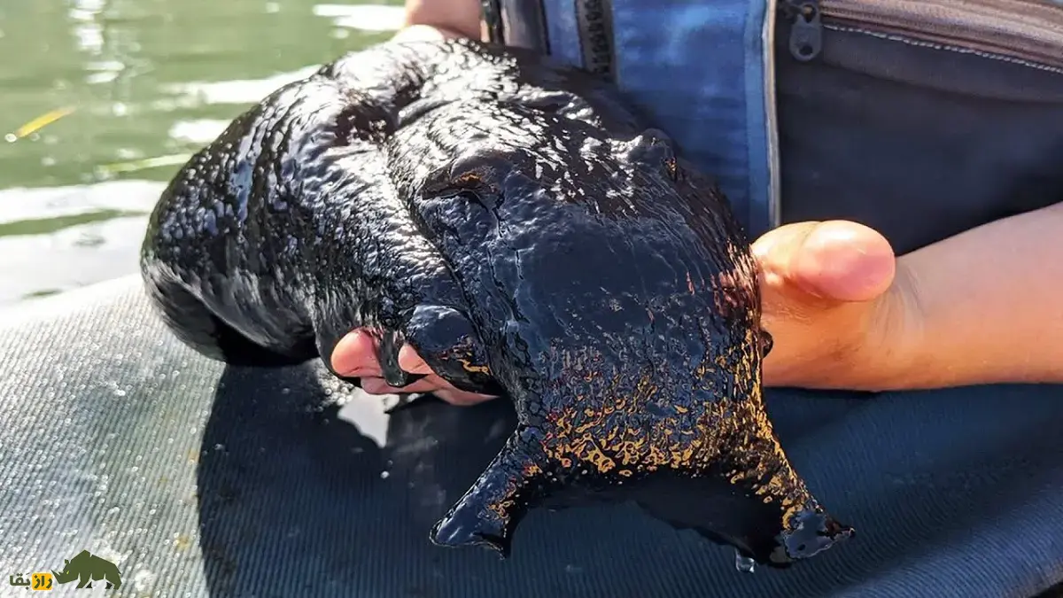 خرگوش دریایی سیاه؛ بزرگترین حلزون دنیا با یک متر طول و ۱۴ کیلو وزن که شبیه خرگوش است و فقط یک سال عمر میکند خرگوش دریایی سیاه