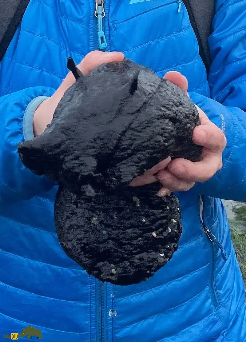 خرگوش دریایی سیاه؛ بزرگترین حلزون دنیا با یک متر طول و ۱۴ کیلو وزن که شبیه خرگوش است و فقط یک سال عمر میکند خرگوش دریایی سیاه