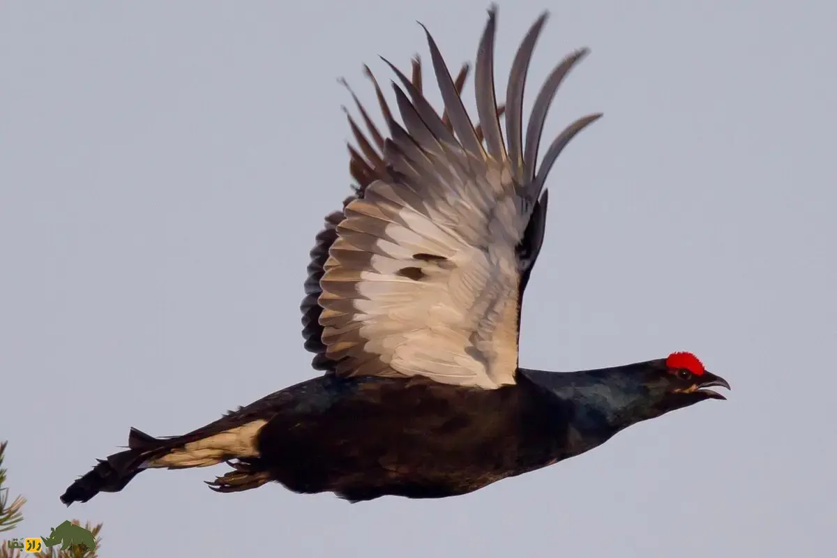 سیاه‌خروس قفقازی؛ پرنده‌ای نادر با پر‌های درخشان و نمایش جفت‌گیری شگفت‌انگیز در ارتفاعات کوهستانی ایران