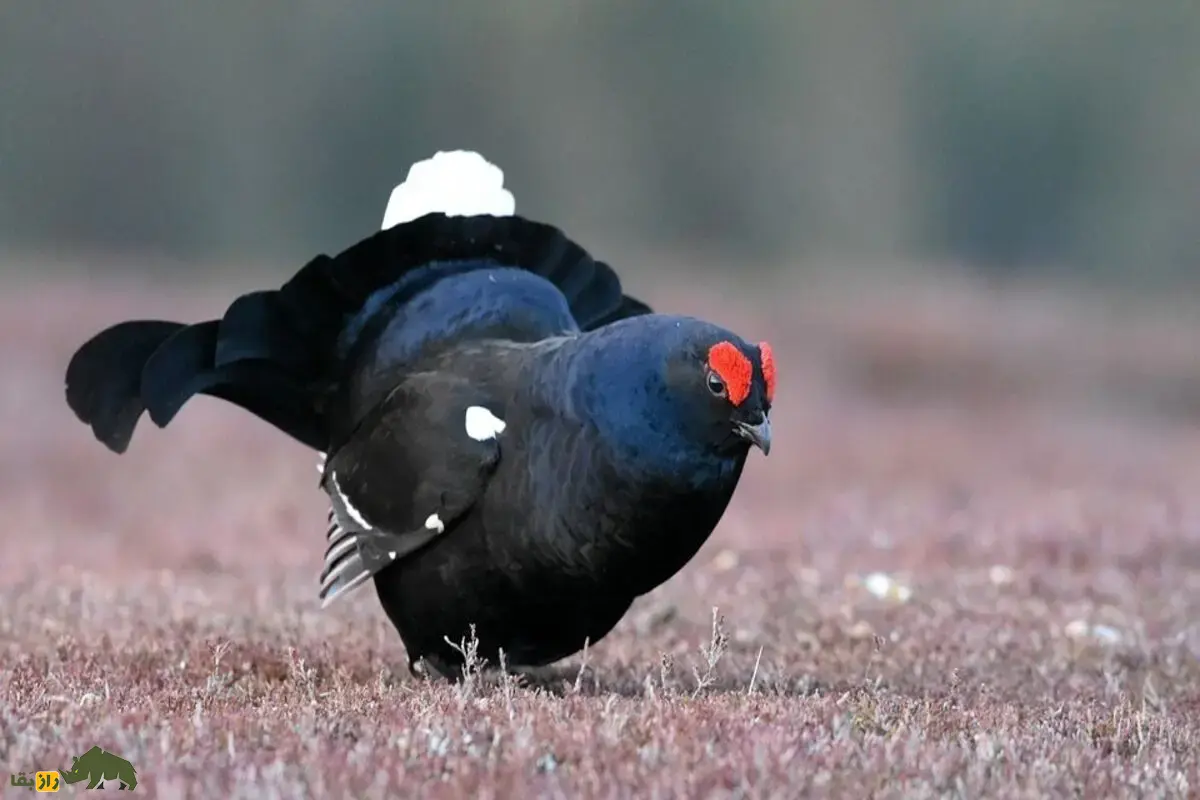 سیاه‌خروس قفقازی؛ پرنده‌ای نادر با پر‌های درخشان و نمایش جفت‌گیری شگفت‌انگیز در ارتفاعات کوهستانی ایران