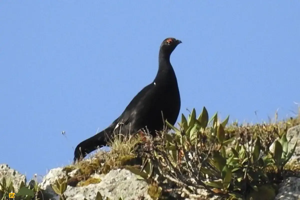 سیاه‌خروس قفقازی؛ پرنده‌ای نادر با پر‌های درخشان و نمایش جفت‌گیری شگفت‌انگیز در ارتفاعات کوهستانی ایران