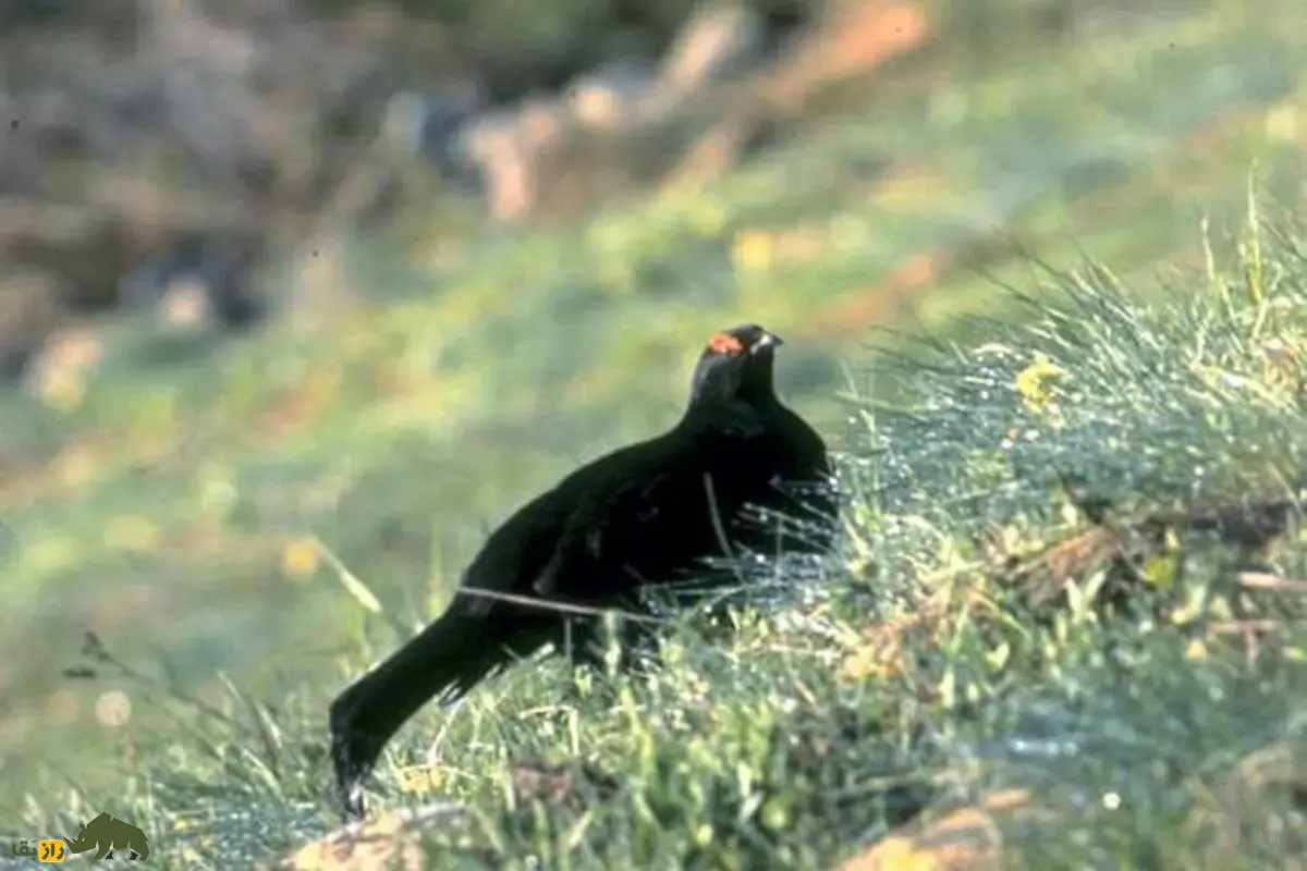 سیاه‌خروس قفقازی؛ پرنده‌ای نادر با پر‌های درخشان و نمایش جفت‌گیری شگفت‌انگیز در ارتفاعات کوهستانی ایران