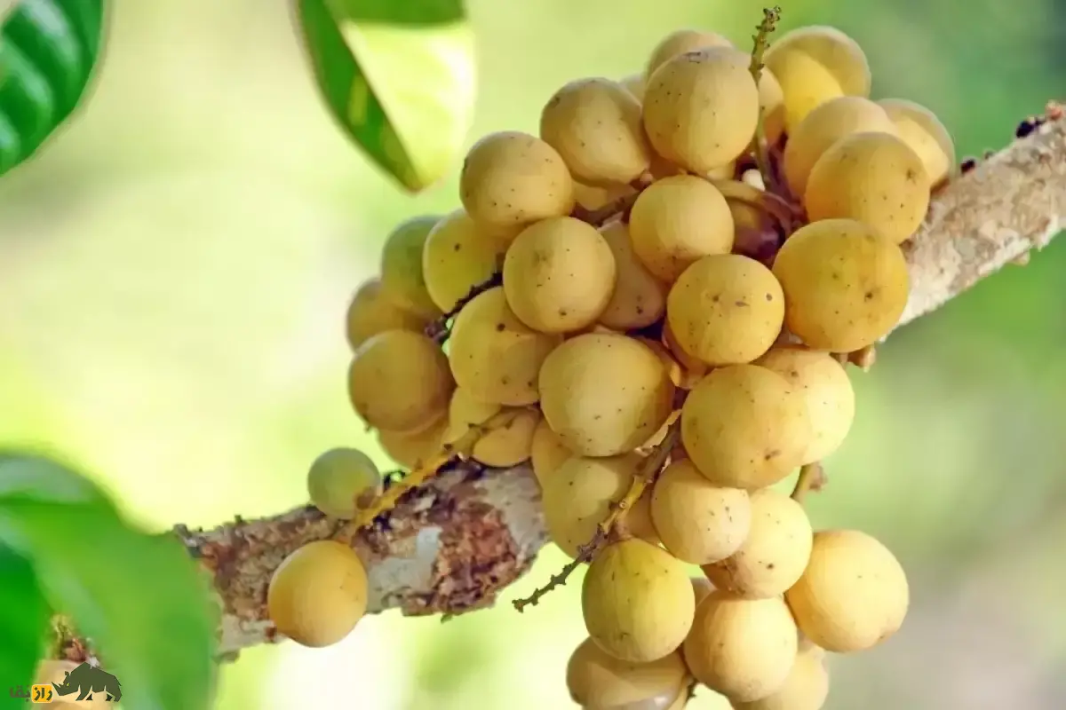 زَرگیل؛ میوه گرمسیر با درختی ۳۰ متری که پوستش شبیه سیبزمینی، گوشتش شبیه پیاز و مزهاش شبیه انگور است زَرگیل