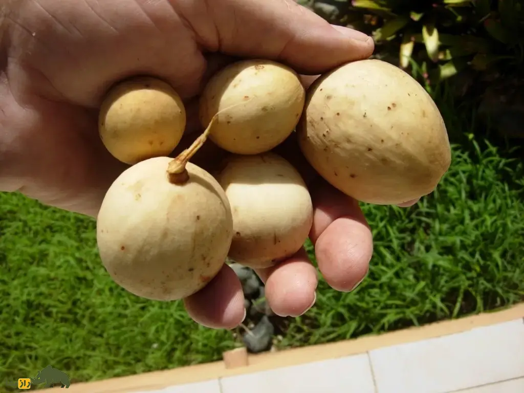 زَرگیل؛ میوه گرمسیر با درختی ۳۰ متری که پوستش شبیه سیبزمینی، گوشتش شبیه پیاز و مزهاش شبیه انگور است زَرگیل