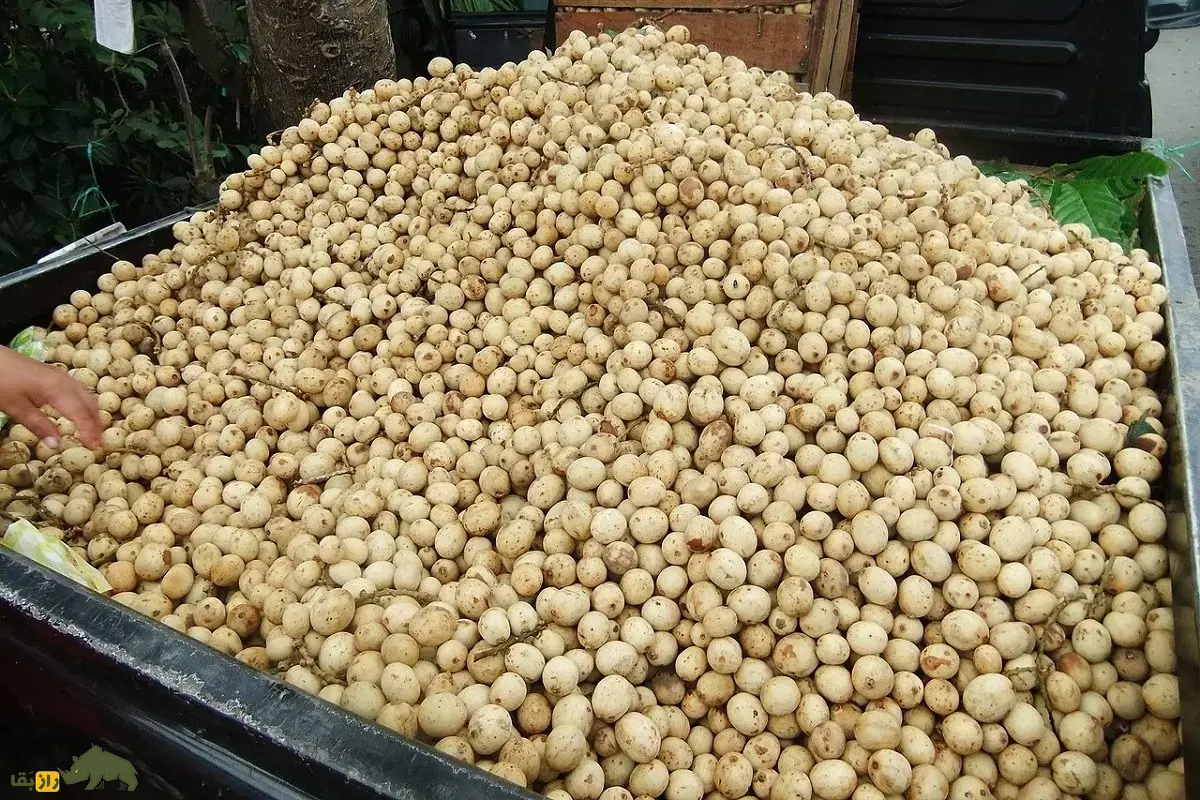 زَرگیل؛ میوه گرمسیر با درختی ۳۰ متری که پوستش شبیه سیبزمینی، گوشتش شبیه پیاز و مزهاش شبیه انگور است زَرگیل