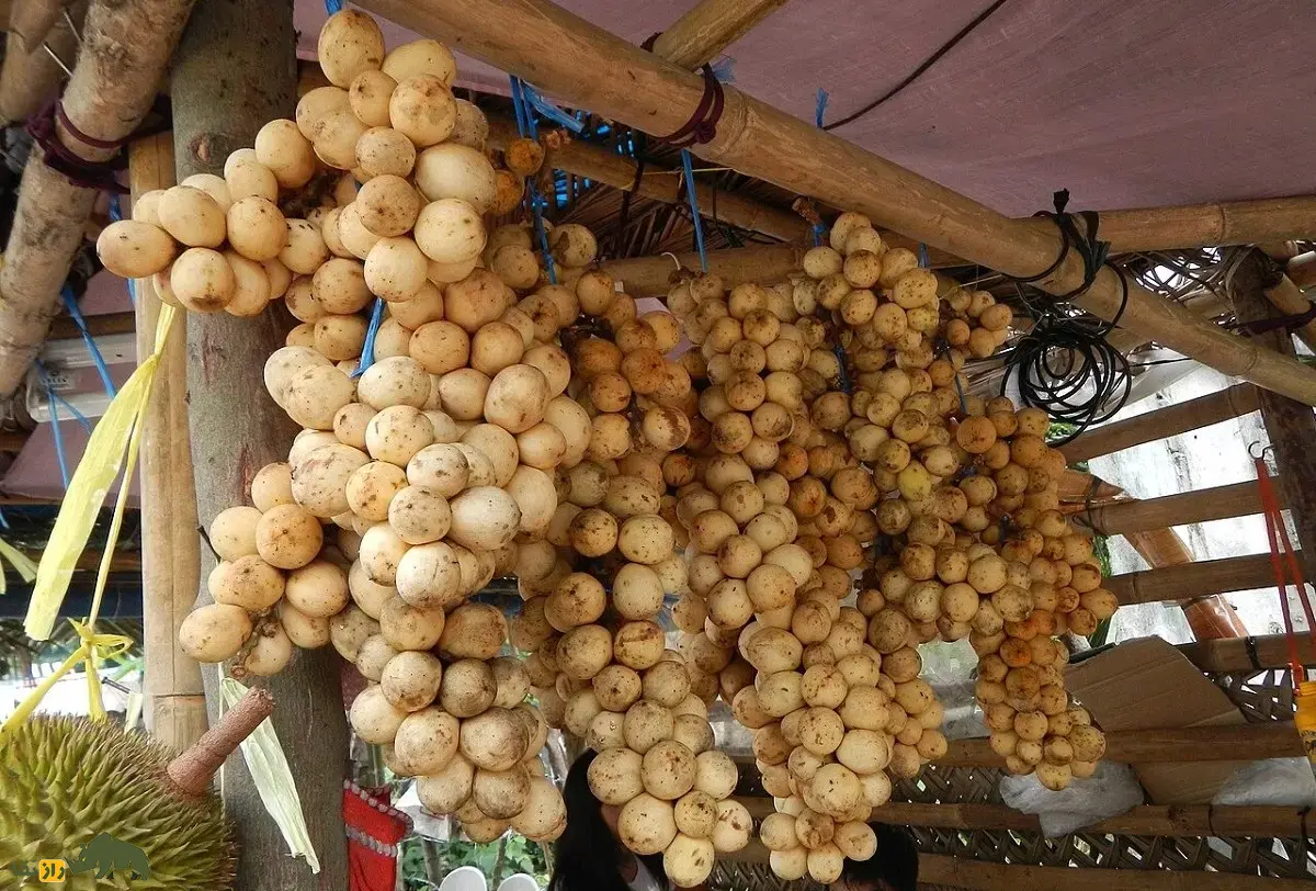 زَرگیل؛ میوه گرمسیر با درختی ۳۰ متری که پوستش شبیه سیبزمینی، گوشتش شبیه پیاز و مزهاش شبیه انگور است زَرگیل