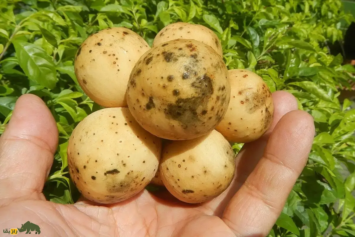 زَرگیل؛ میوه گرمسیر با درختی ۳۰ متری که پوستش شبیه سیبزمینی، گوشتش شبیه پیاز و مزهاش شبیه انگور است زَرگیل