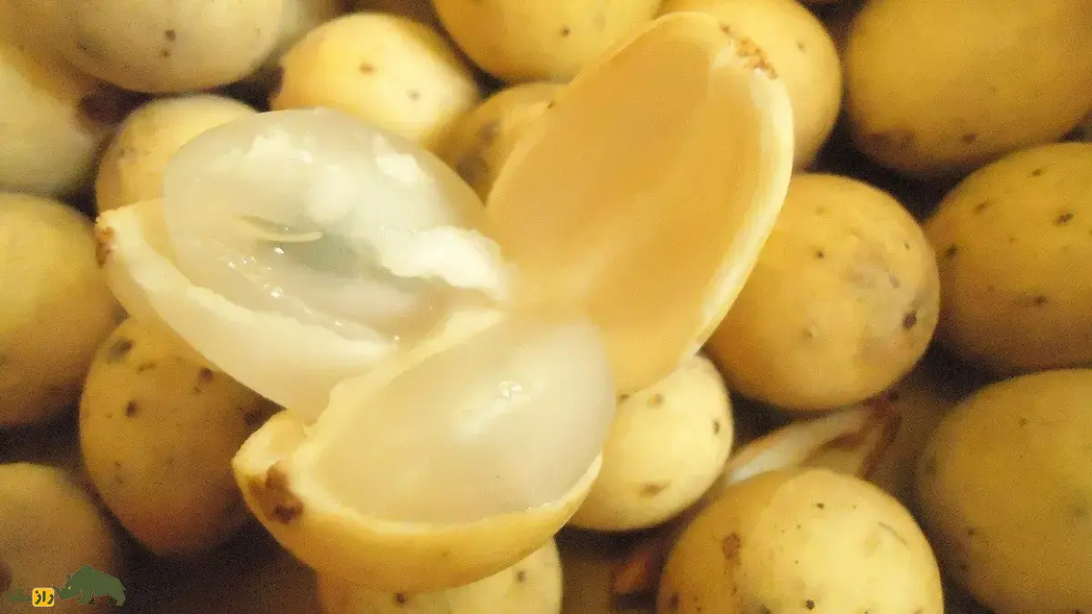 زَرگیل؛ میوه گرمسیر با درختی ۳۰ متری که پوستش شبیه سیبزمینی، گوشتش شبیه پیاز و مزهاش شبیه انگور است زَرگیل