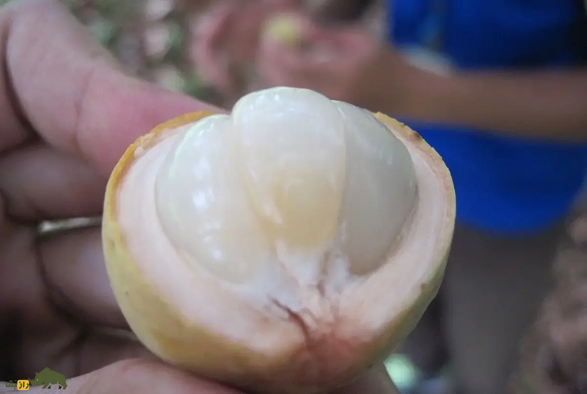 زَرگیل؛ میوه گرمسیر با درختی ۳۰ متری که پوستش شبیه سیبزمینی، گوشتش شبیه پیاز و مزهاش شبیه انگور است زَرگیل