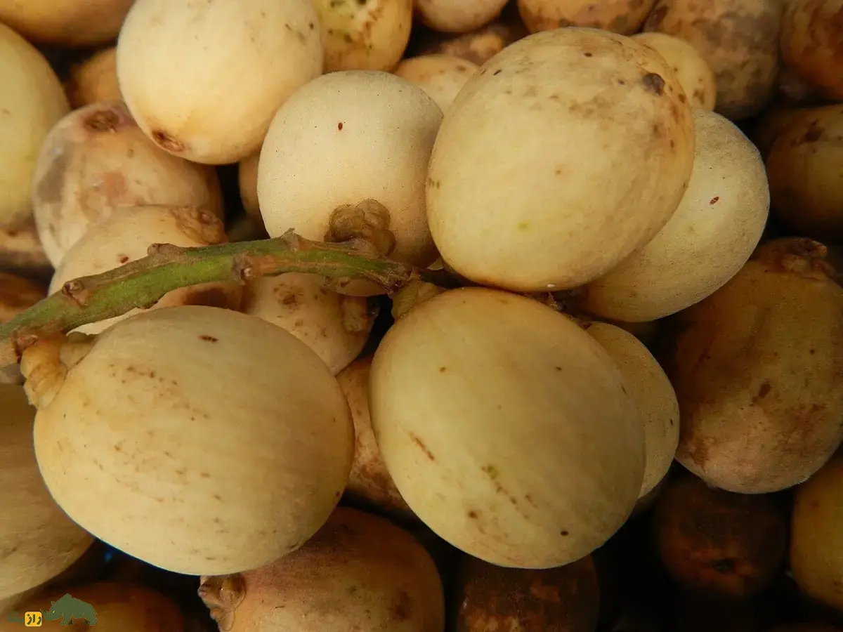 زَرگیل؛ میوه گرمسیر با درختی ۳۰ متری که پوستش شبیه سیبزمینی، گوشتش شبیه پیاز و مزهاش شبیه انگور است زَرگیل