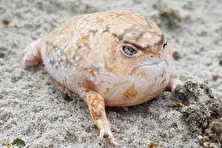 قورباغه باران صحرایی؛ قورباغه‌ای شبیه سیب‌زمینی که جیغ می‌زند و بدنش مانند تیله شفاف است