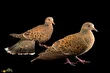 قمری خاوری؛ قمری بزرگ و زیبا با گردن آبی و نقش و نگار نارنجی روی بال‌ها که در باغ‌ها و روستا‌های ایران دیده می‌شود