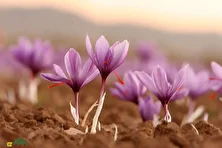 زعفران جوقاسم؛ گیاه خودرو و خوراکی زاگرس که در برف شکوفه می‌دهد و در استان‌های ایلام و کرمانشاه رشد می‌کند