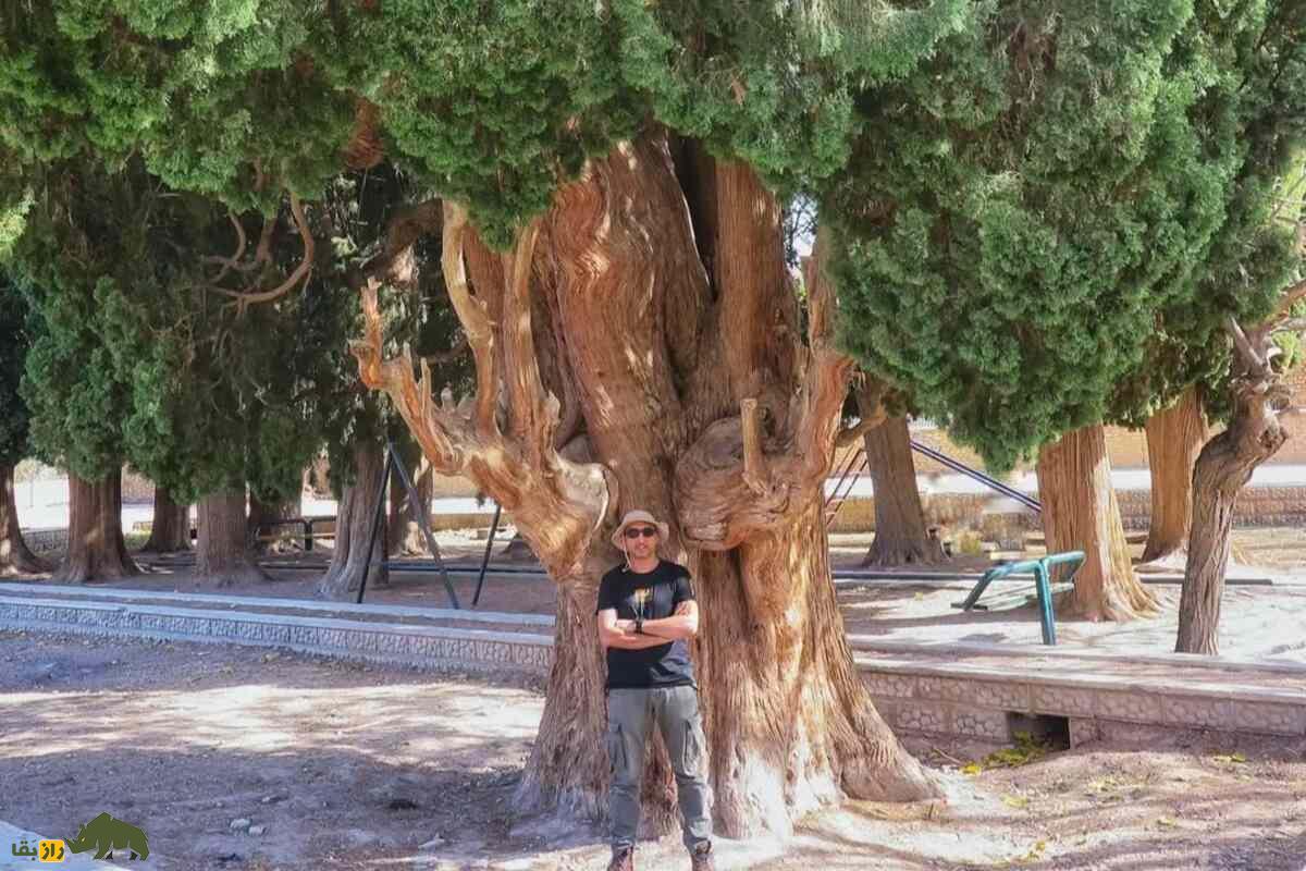 سرو‌های روستای طرز در کرمان؛ ۱۴ درخت سرو کهنسال در کنار یک جوی آب مشهور به «تالار سرو» که ۳۰۰۰ سال عمر دارند