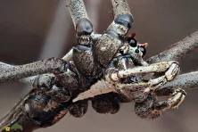 عنکبوت گلادیاتور؛ عنکبوت معروف به «شکارچی مسلح» با چشمان بسیار بزرگ که تارهایش را برای شکار طعمه پرتاب میکند