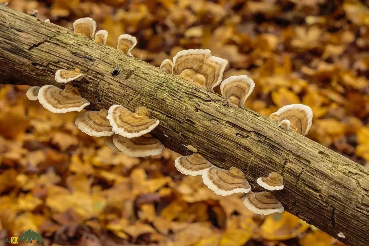 قارچ دم بوقلمون؛ قارچی رنگارنگ با خواص دارویی شگفت‌انگیز برای تقویت سیستم ایمنی و کمک به درمان سرطان