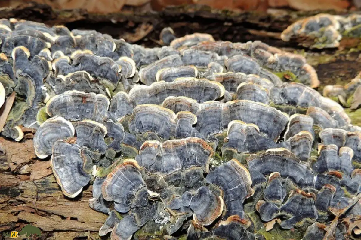 قارچ دم بوقلمون؛ قارچی رنگارنگ با خواص دارویی شگفت‌انگیز برای تقویت سیستم ایمنی و کمک به درمان سرطان