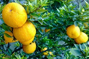 ترنج یا بالنگ؛ میوهای تلخ و شیرین با عطری دلنشین که از ترکیب لیمو و نارنج بهوجود آمده است