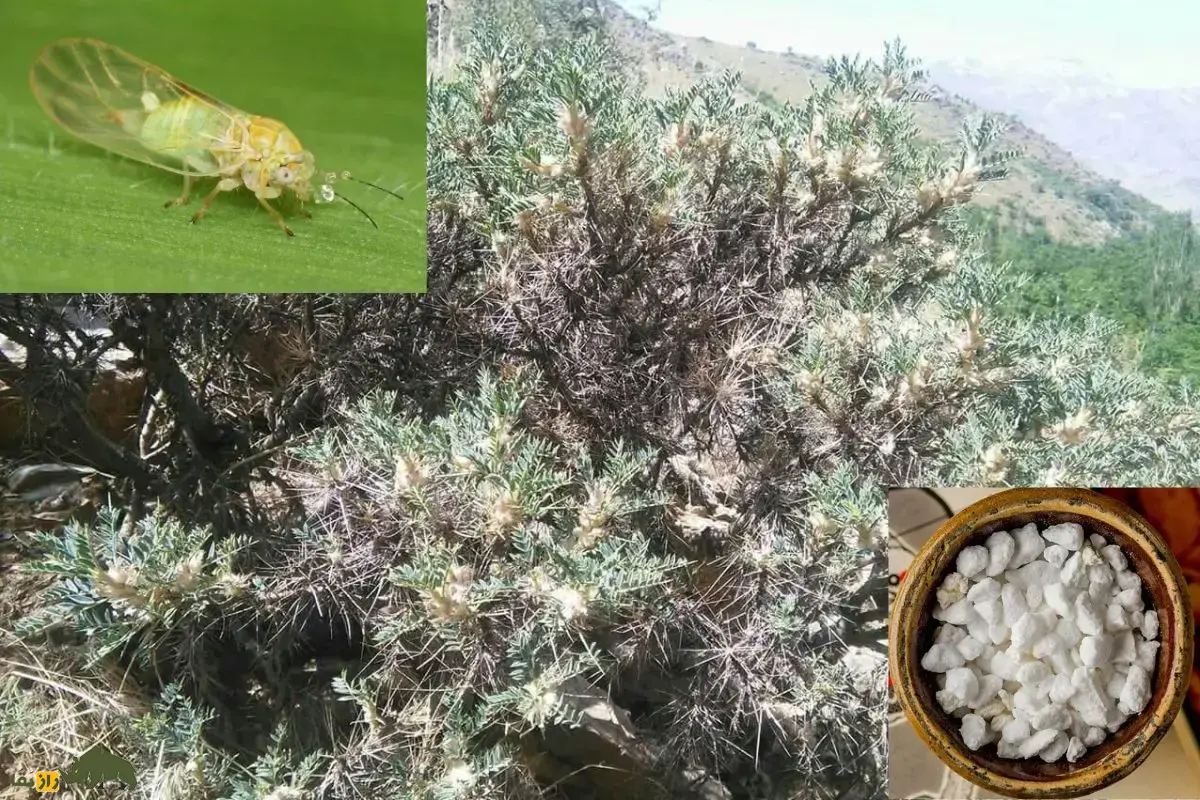 گز انگبین؛ خوراکی شیرینی شبیه عسل در کوهستان‌های ایران که با همکاری یک حشره و گیاه گون تولید می‌شود و بسیار مقدس است