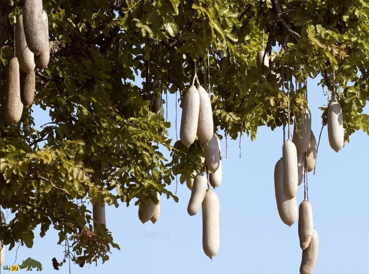 درخت سوسیس؛ درختی با میوه‌هایی شبیه سوسیس که هر کدام یک متر طول و ۱۰ کیلو وزن دارند و خفاش‌ها عاشق آن هستند