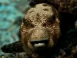 ماهی بادکنکی ستاره‌ای؛ ماهی سمی معروف به «بادکنک زنده مرگ» با لب و دهانی شبیه انسان که سم‌اش سیستم عصبی را از کار می‌اندازد
