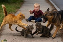 ویدئو | گربههای قهرمان؛ فیلمی باورنکردنی از مبارزه گربه با کروکودیل و خرس برای نجات جان یک کودک!