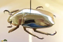 روتلینا؛ سوسکهای درخشان با رنگهای فلزی خیرهکننده که شبیه یک جواهر زنده هستند