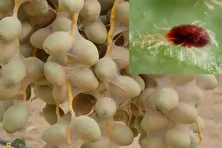 کنه تارعنکبوتی؛ آفت معروف به «تارتن» که تارهای نازک میتند و شیره برگ نخل و گیاهان زراعی را میمکد و باعث زردی، خشکی و کاهش محصول میشود