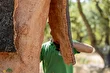 بلوطچوبپنبهای؛ درخت معروف به «زره طبیعت» و تولیدکننده چوبپنبه که در دمای ۱۰۰۰ درجه هم نمیسوزد!