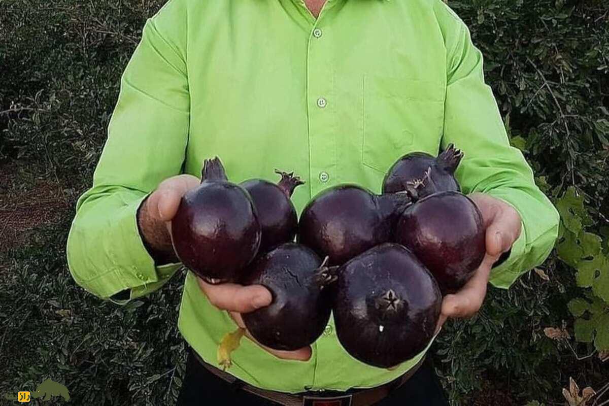 انار سیاه لایزنگان؛ گوهر سیاه کوههای فارس با خواص دارویی شگفتانگیز و طعم منحصربهفرد که آوازهاش از باغهای داراب تا بازارهای جهانی کشیده شده است انار سیاه لایزنگان؛ گوهر سیاه کوههای فارس با خواص دارویی شگفتانگیز و طعم منحصربهفرد که آوازهاش از باغهای داراب تا بازارهای جهانی کشیده شده است