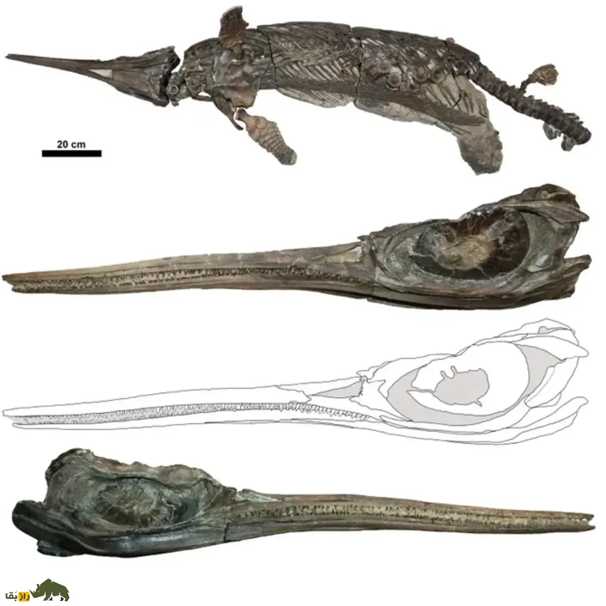 کشف گونهای جدید از «اژدهای شمشیری»؛ از تکامل خزندگان دریایی ۱۹۰ میلیون ساله فاش شد کشف گونهای جدید از «اژدهای شمشیری»؛ از تکامل خزندگان دریایی ۱۹۰ میلیون ساله فاش شد