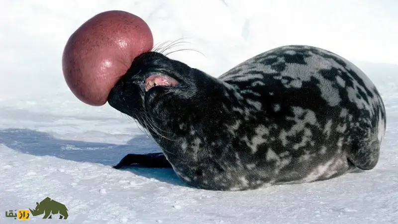 فک‌کلاه‌بردار